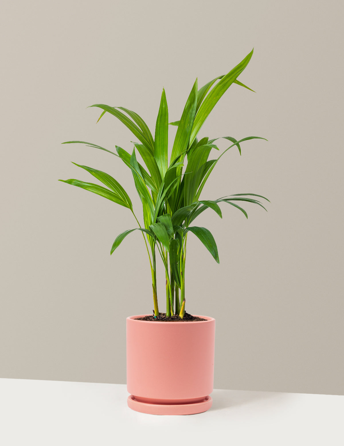 Areca Purifying Palm