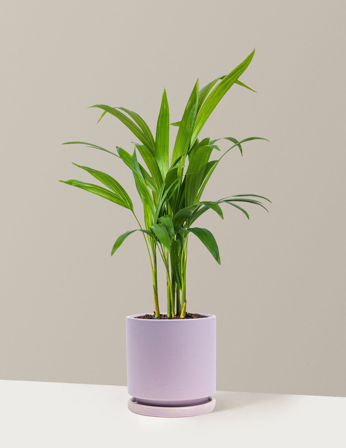 Areca Purifying Palm