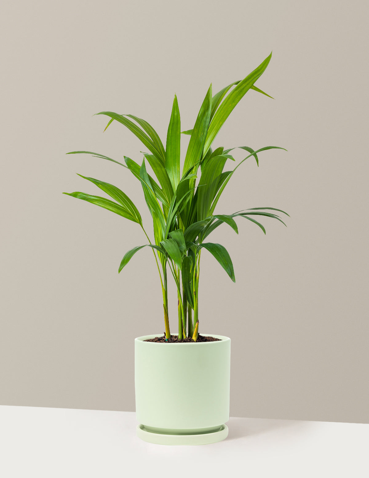 Areca Purifying Palm