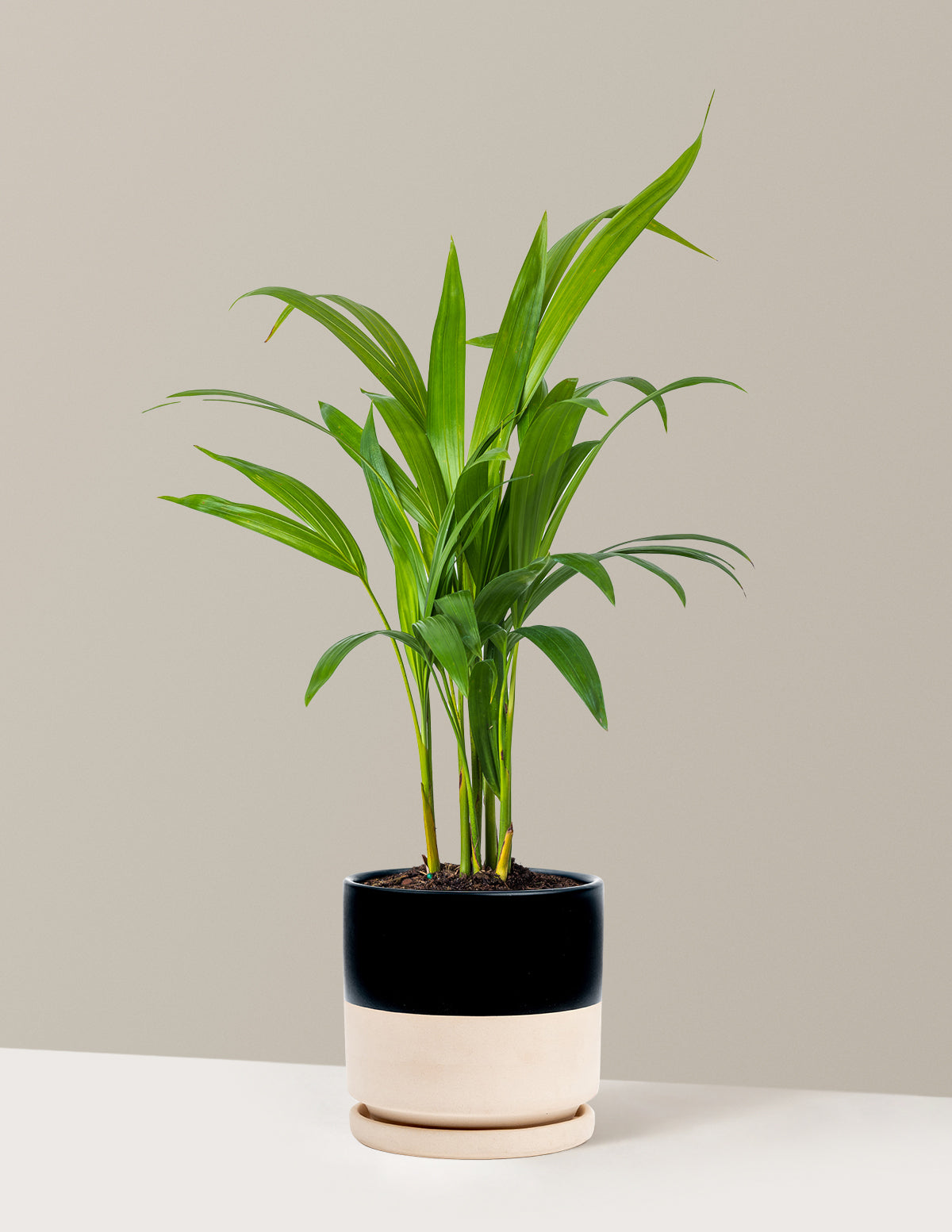Areca Purifying Palm