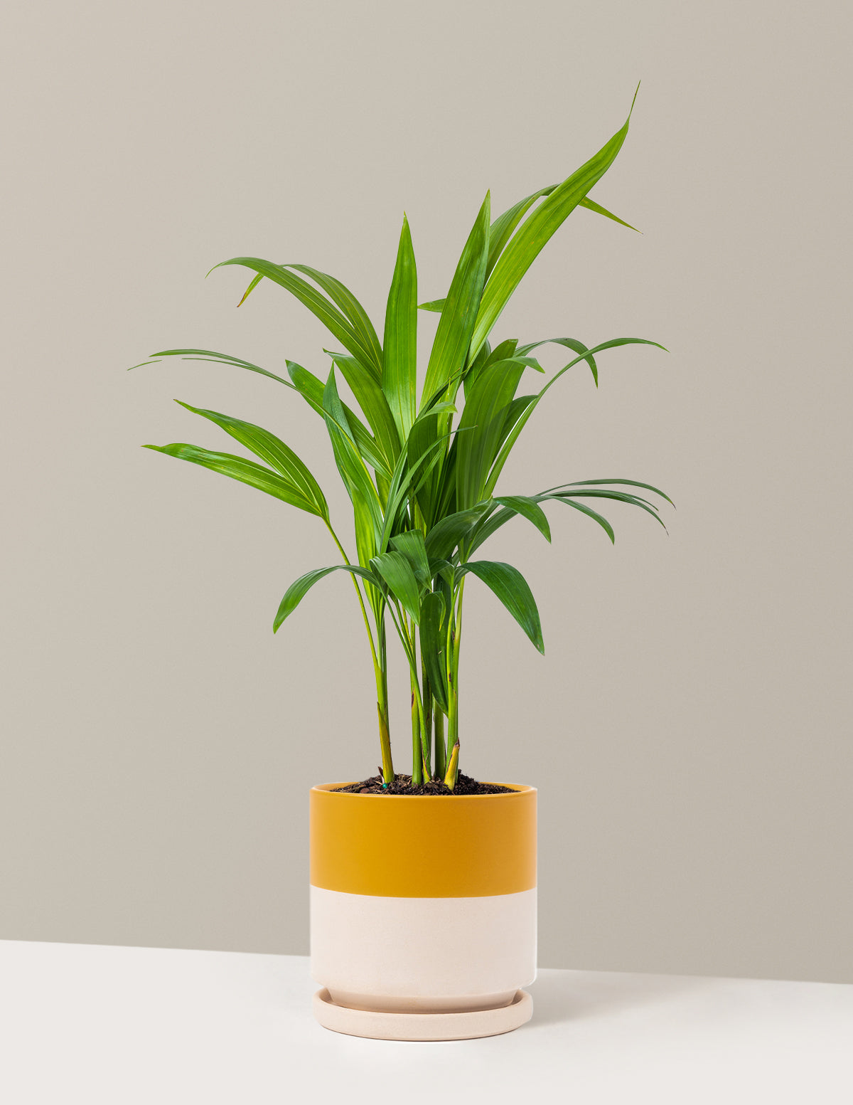 Areca Purifying Palm