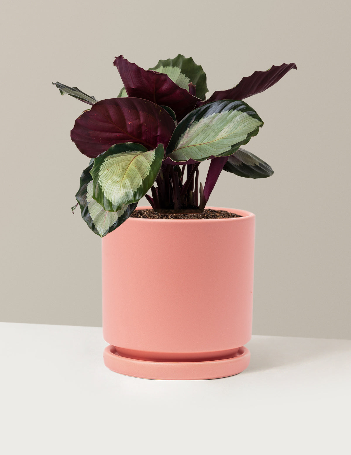 Calathea Rosy