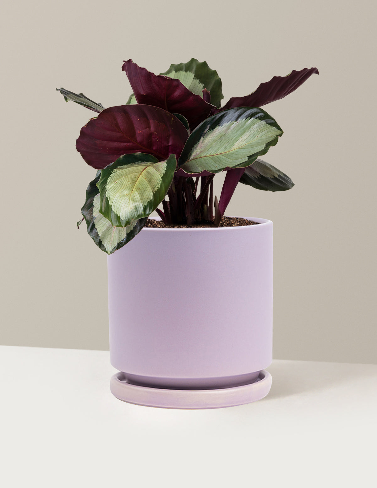 Calathea Rosy