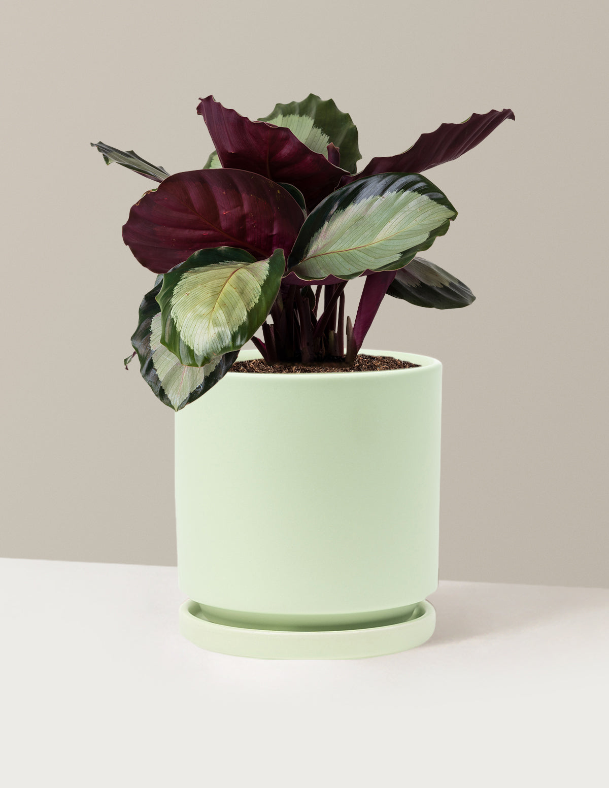 Calathea Rosy