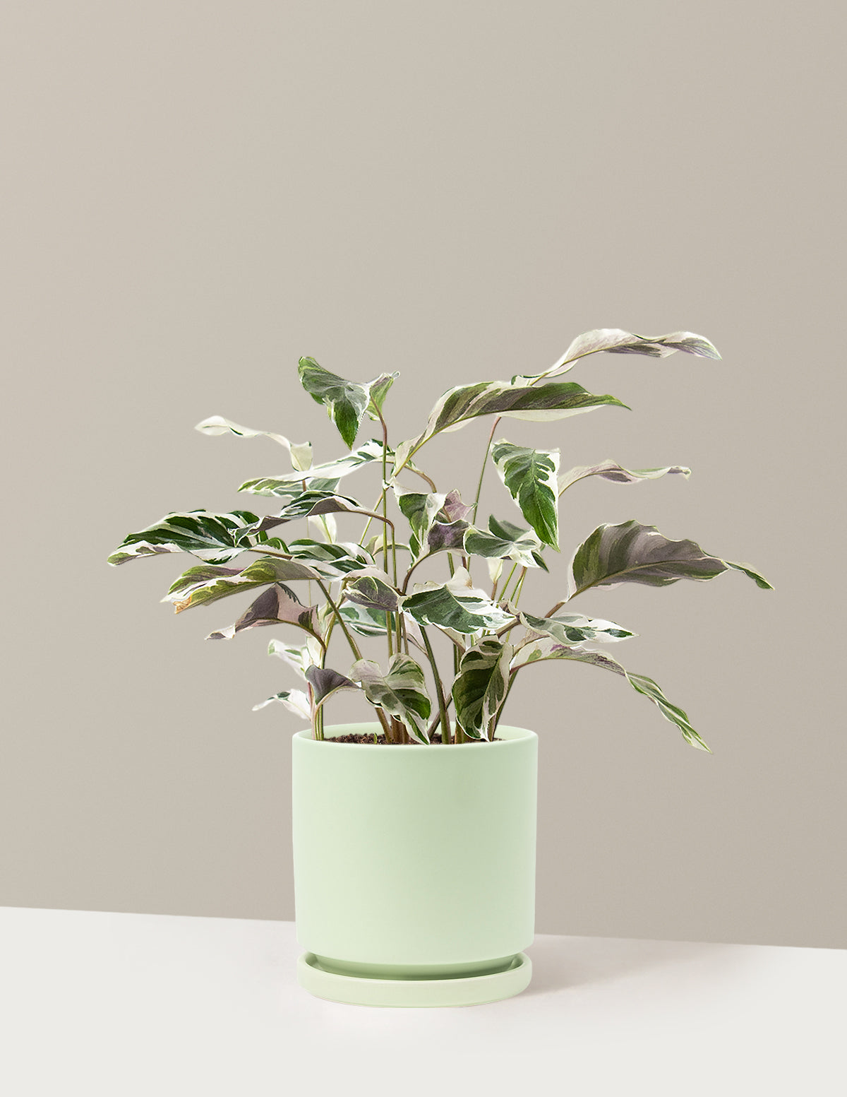 Calathea White Fusion