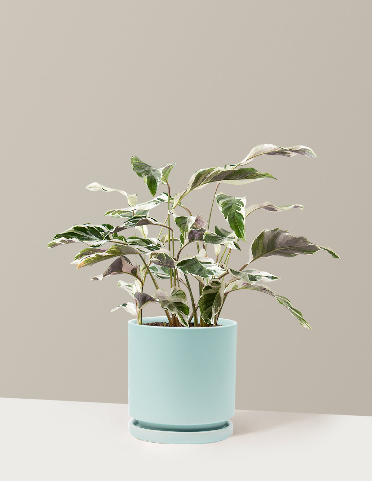 Calathea White Fusion