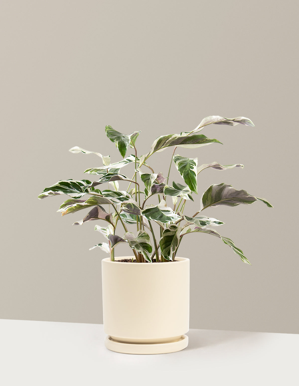 Calathea White Fusion