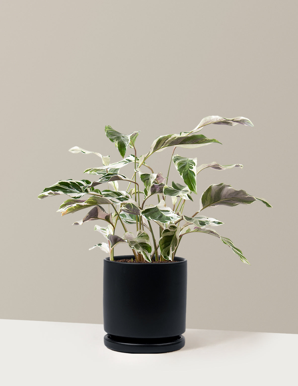Calathea White Fusion
