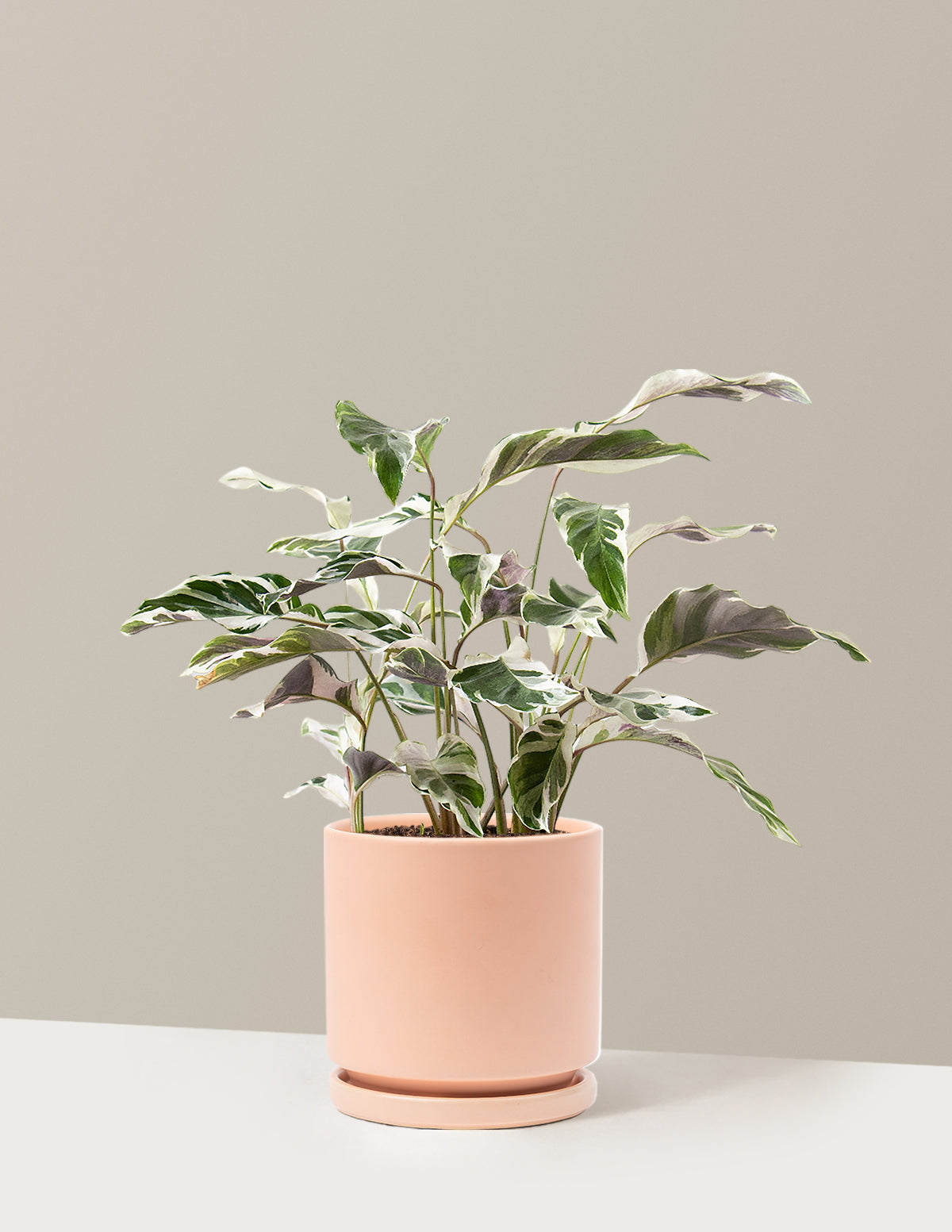 Calathea White Fusion