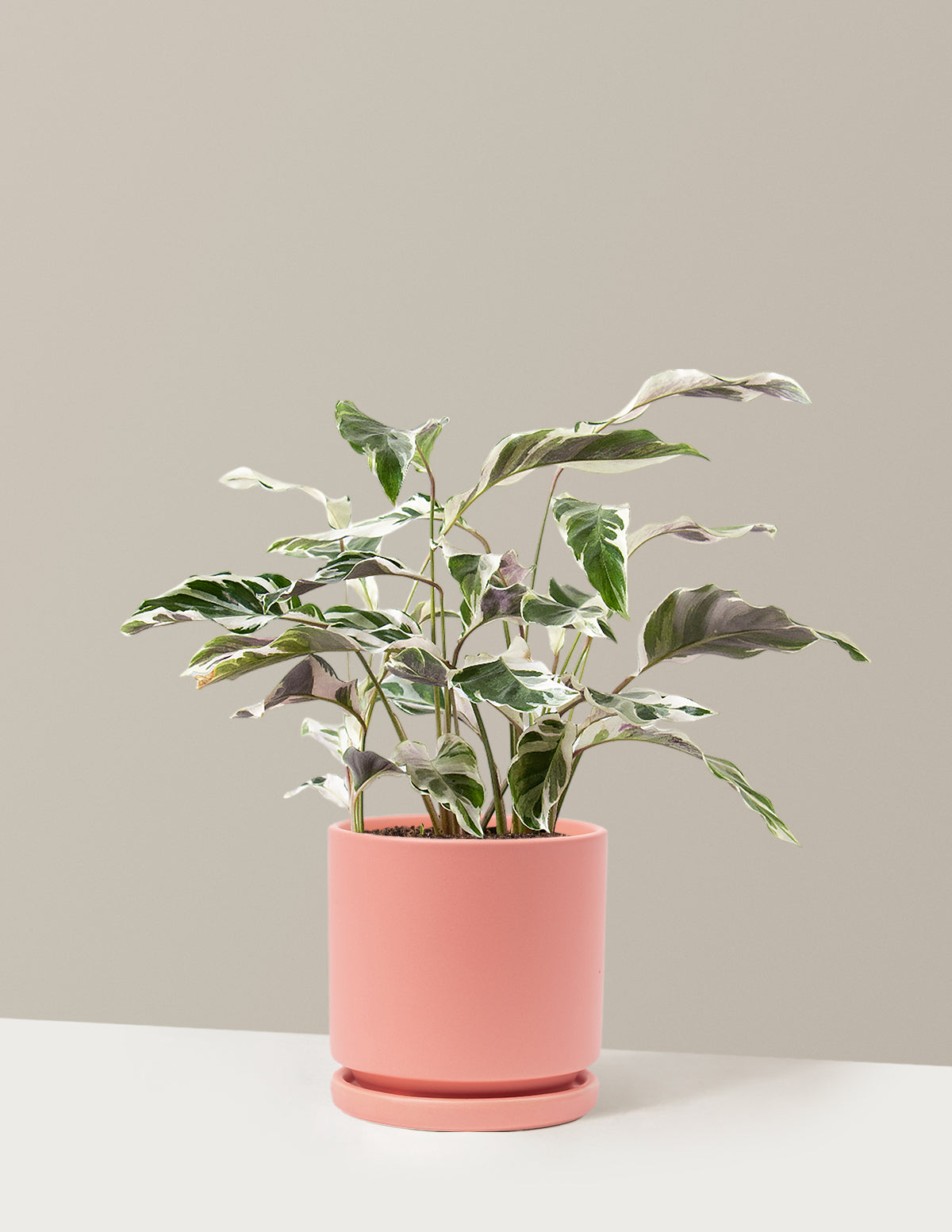 Calathea White Fusion