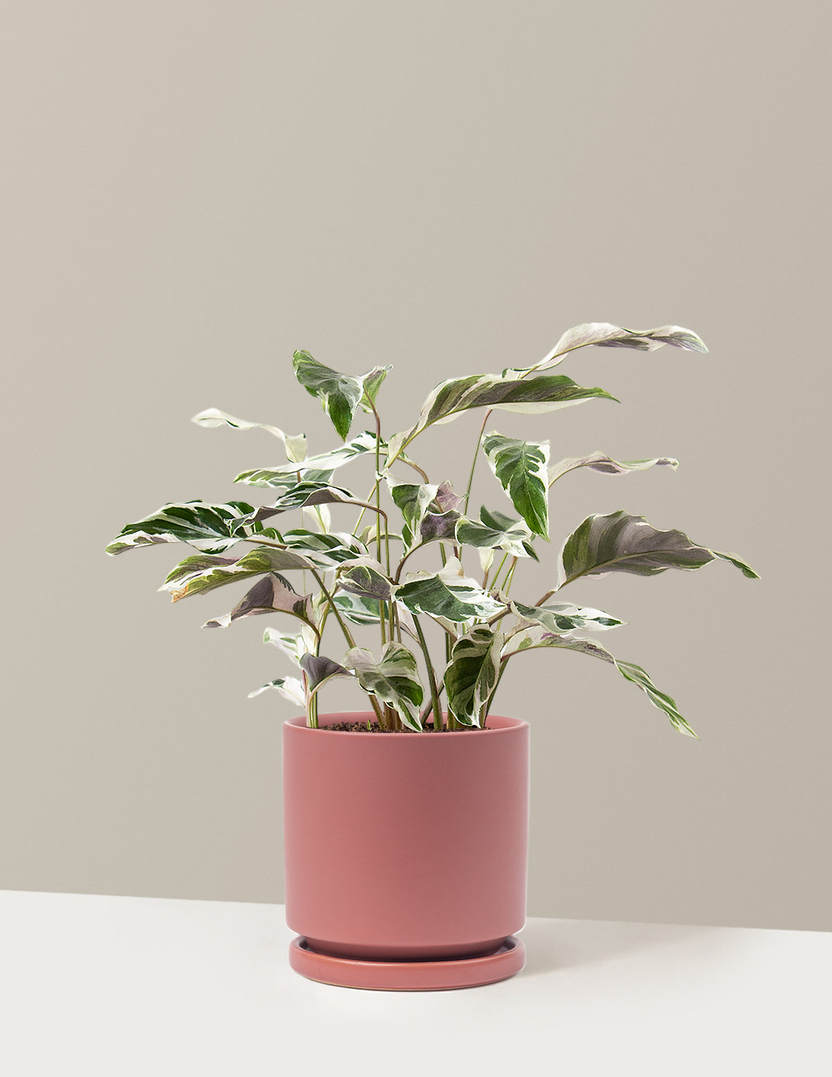 Calathea White Fusion