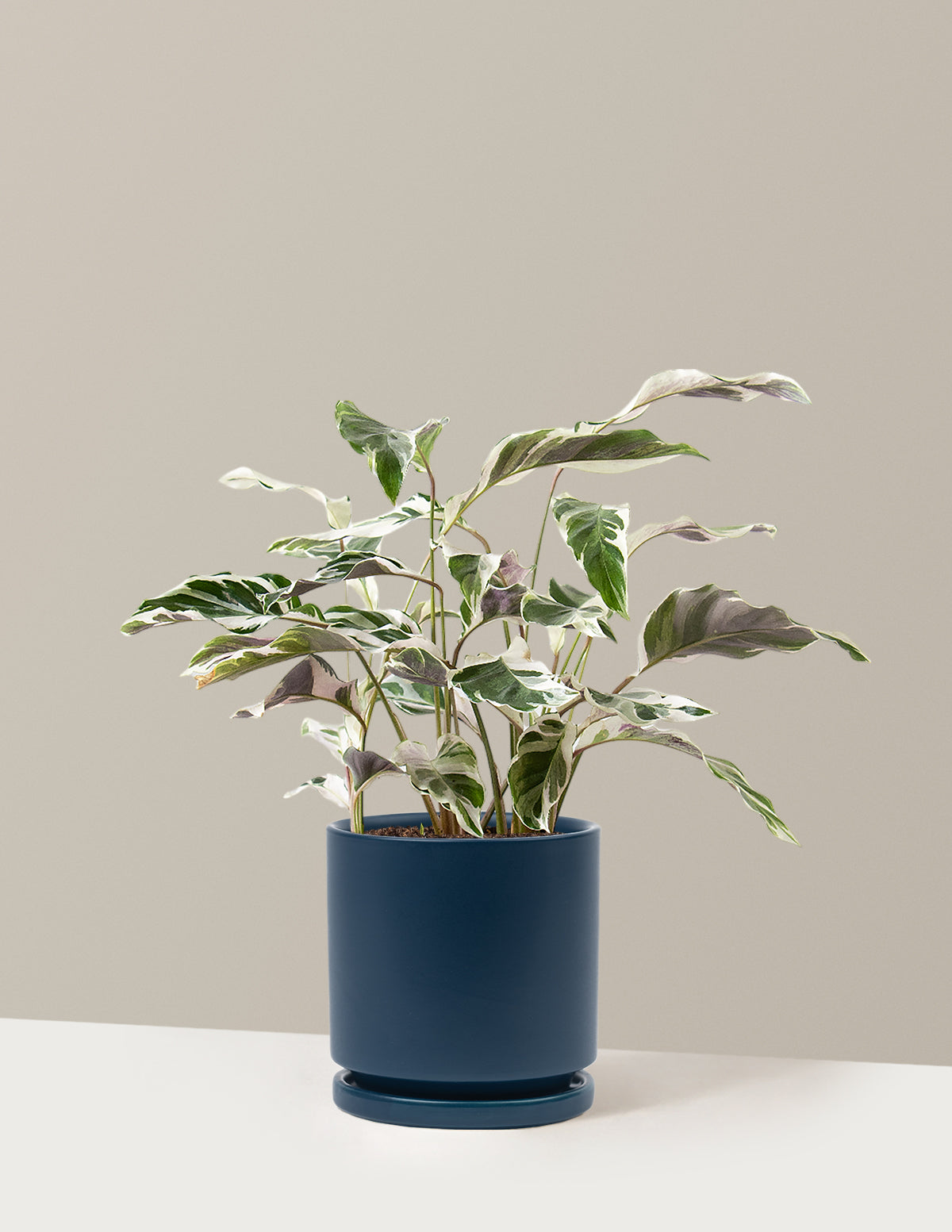 Calathea White Fusion