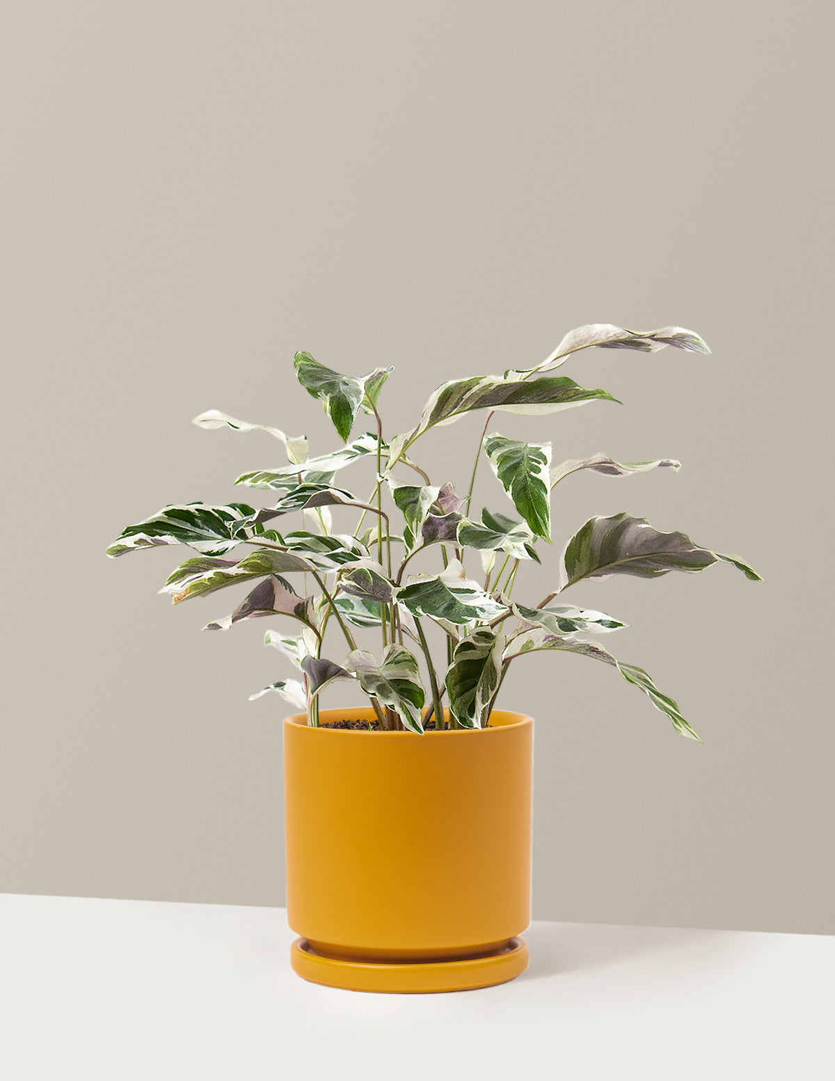 Calathea White Fusion