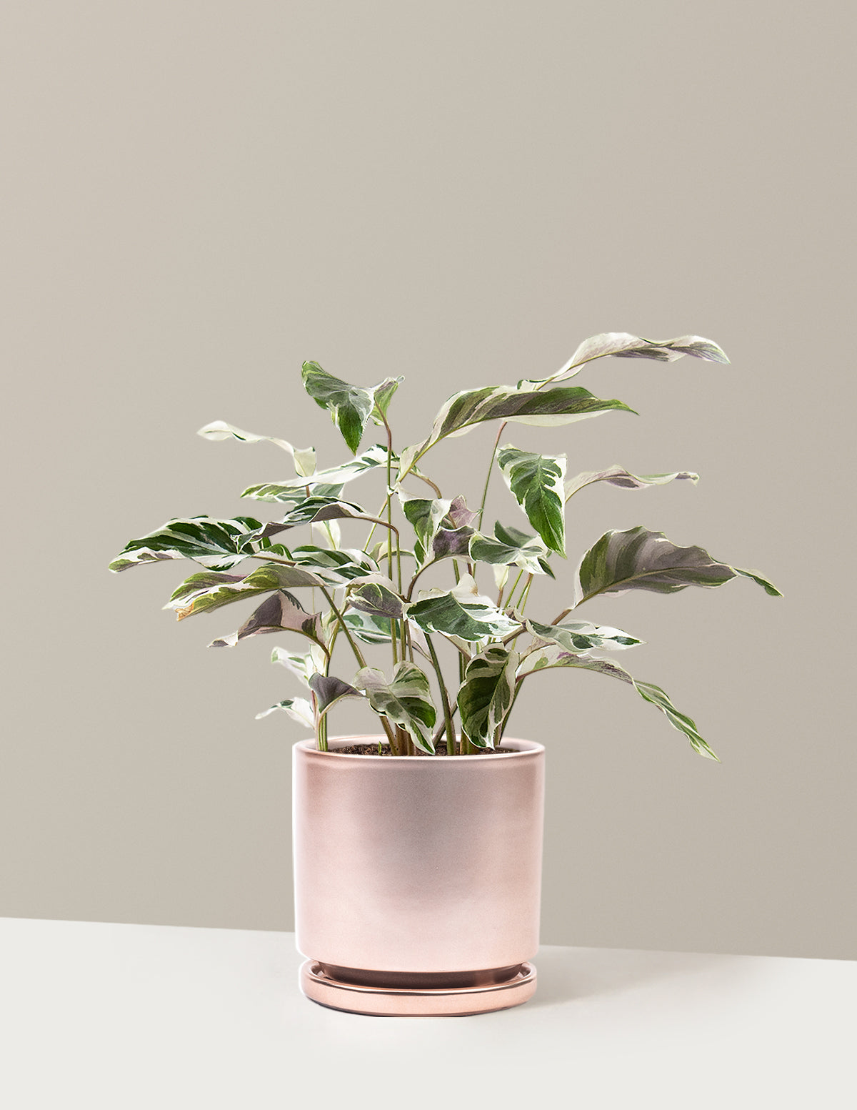 Calathea White Fusion