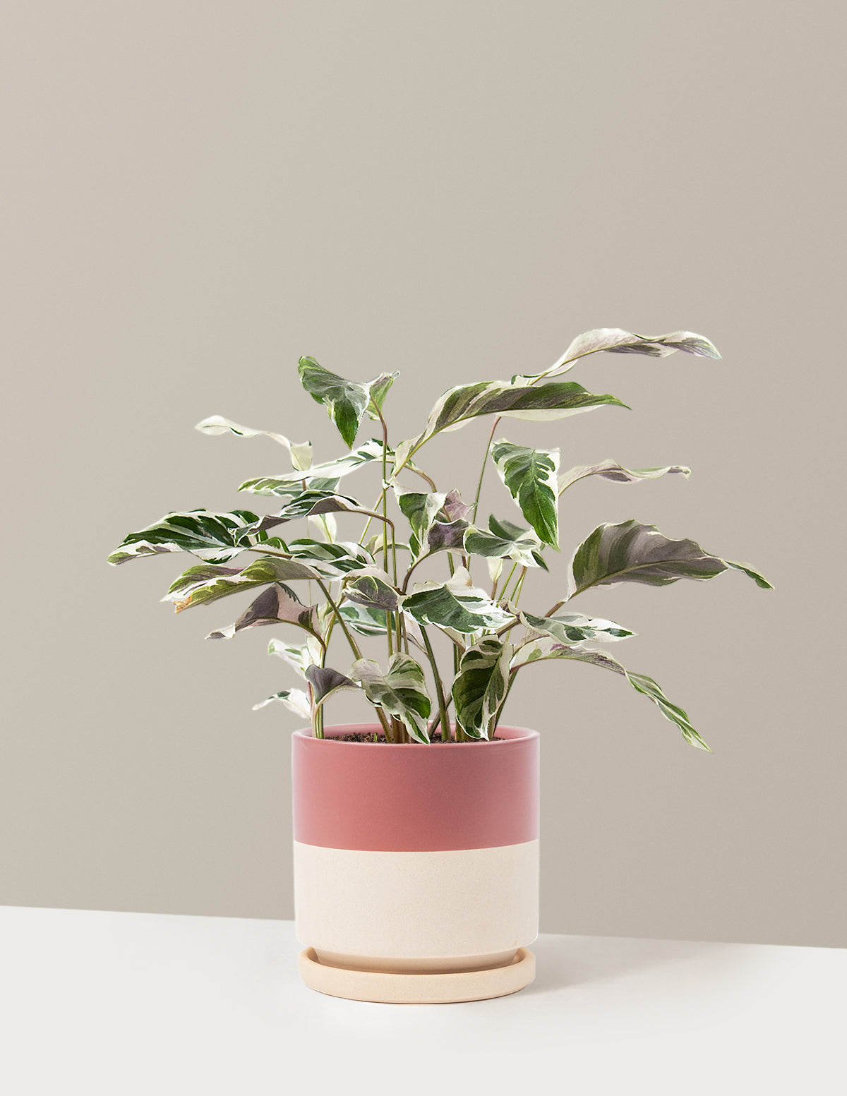 Calathea White Fusion