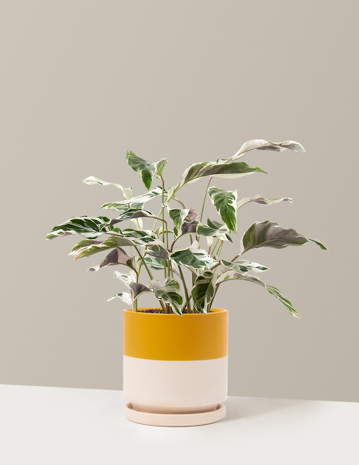 Calathea White Fusion