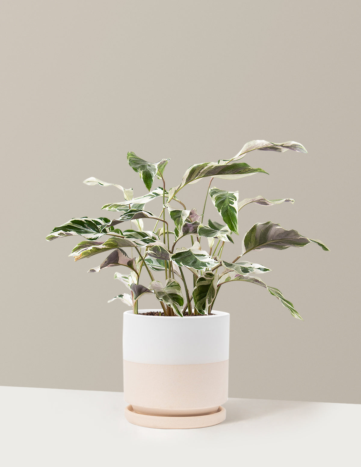 Calathea White Fusion