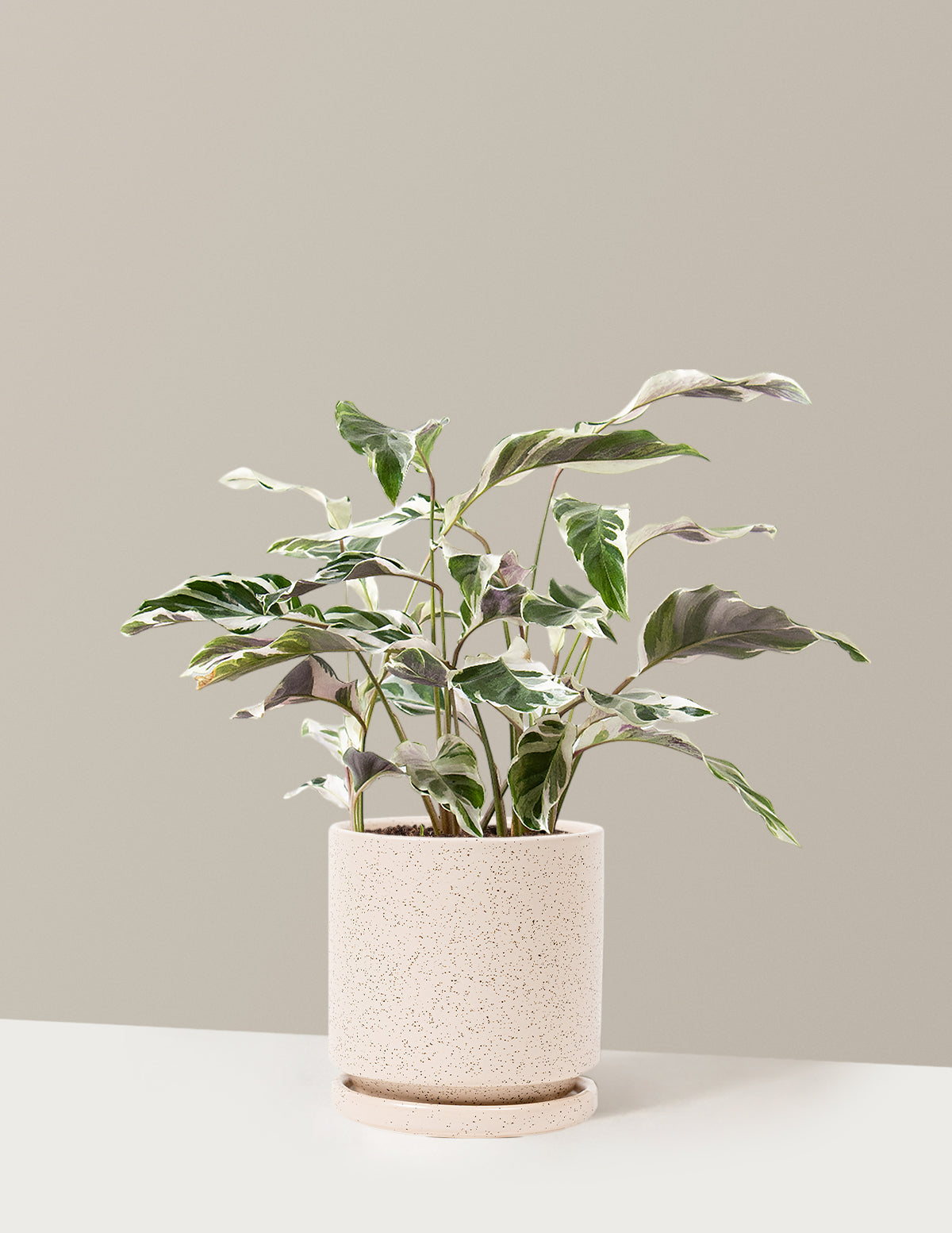 Calathea White Fusion