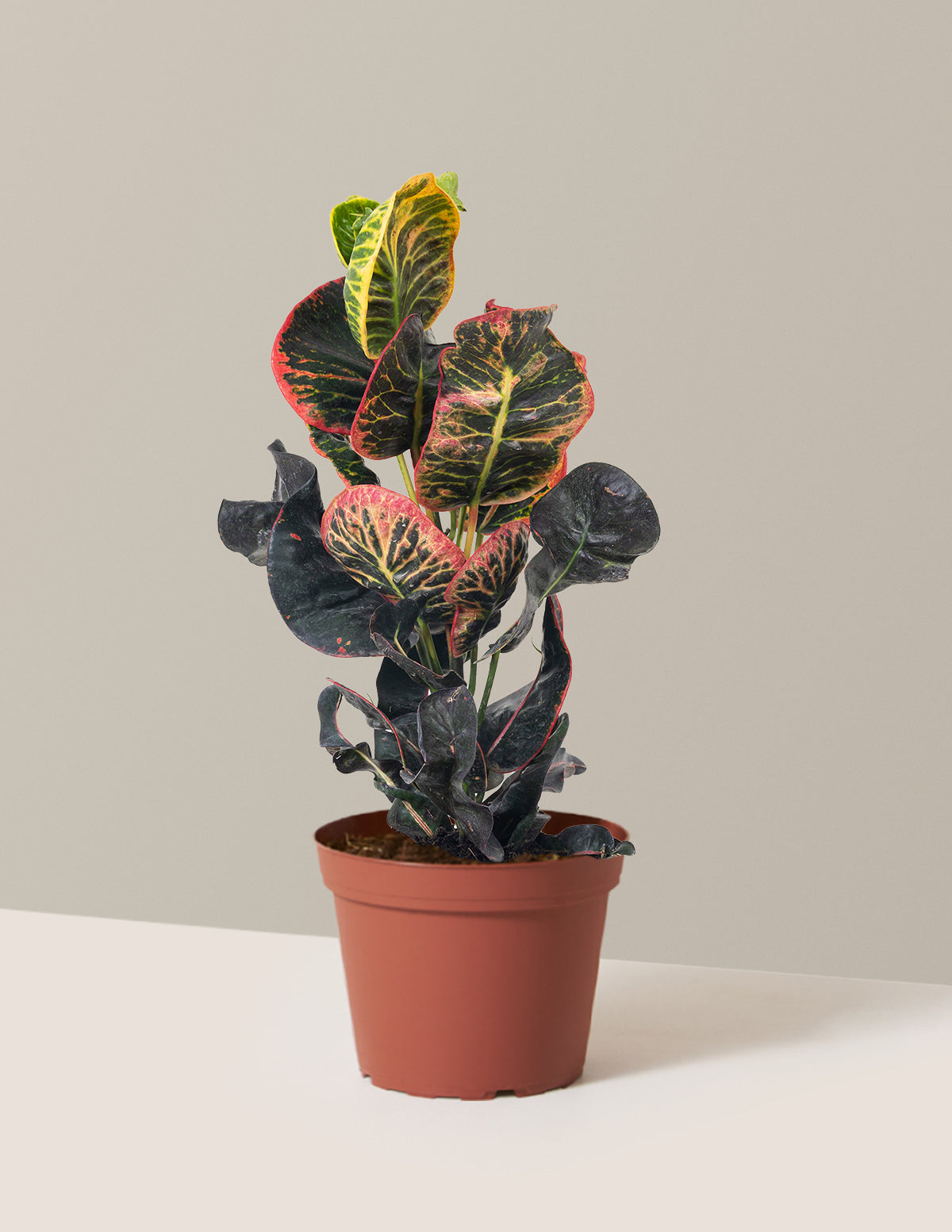 Croton Nectarine
