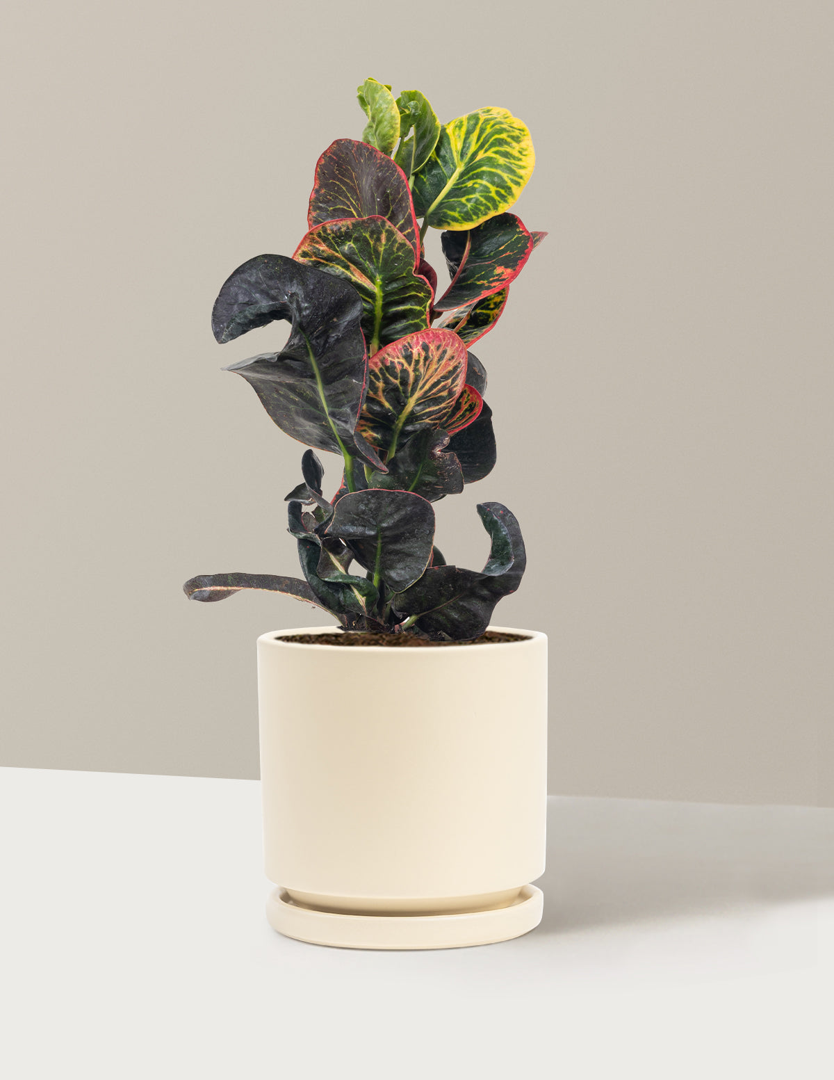 Croton Nectarine
