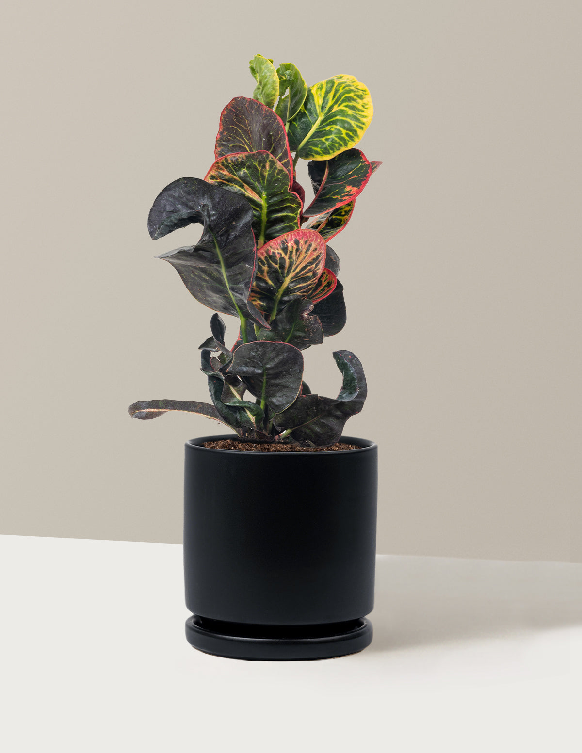Croton Nectarine