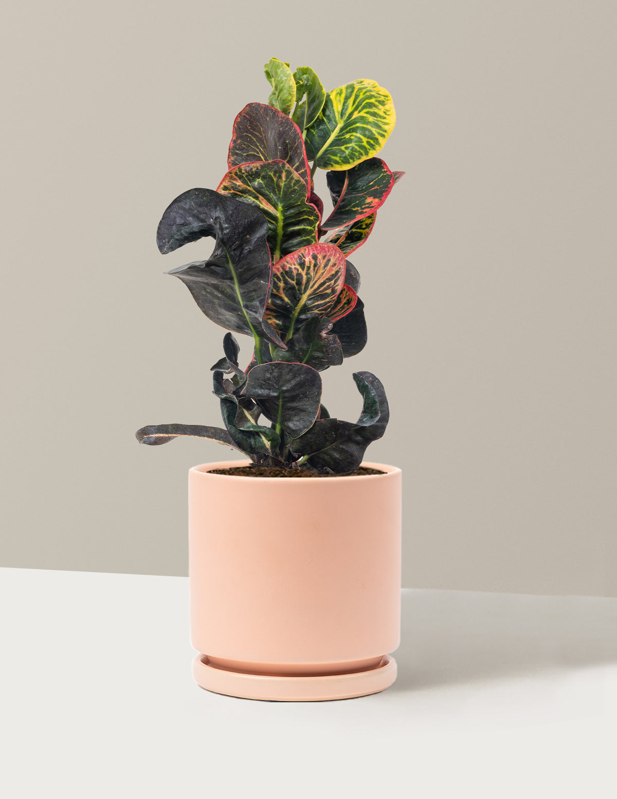 Croton Nectarine