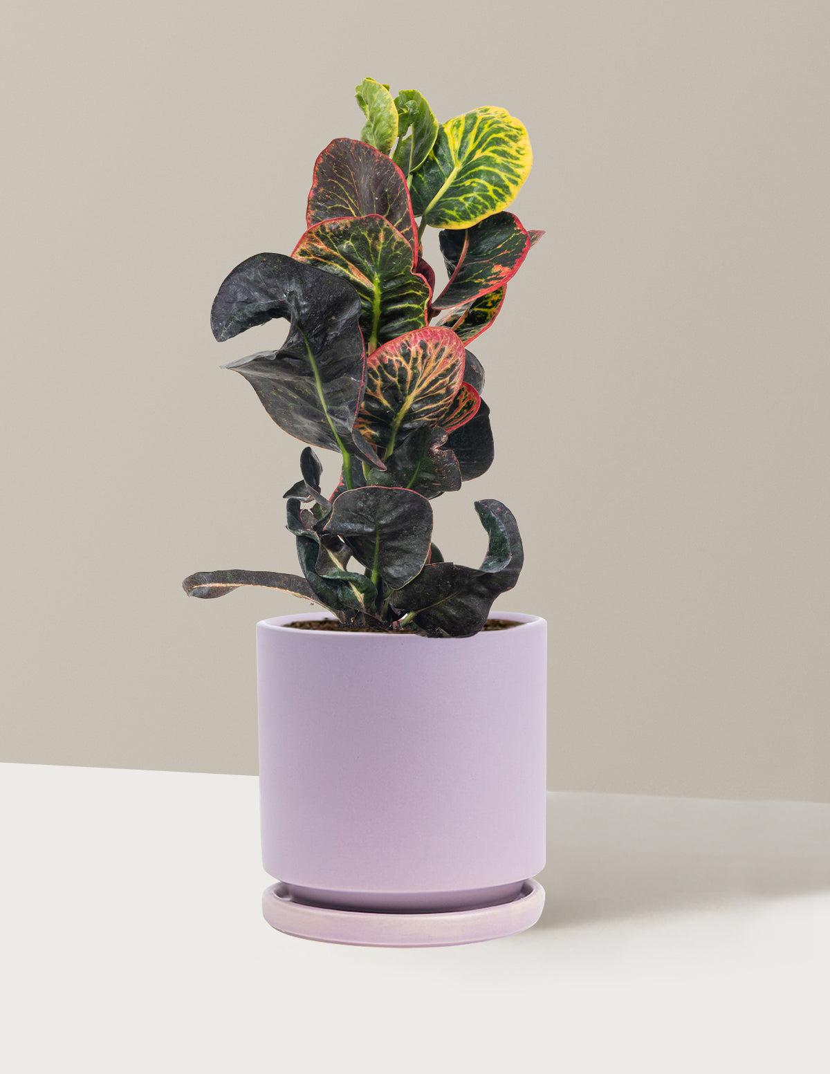 Croton Nectarine