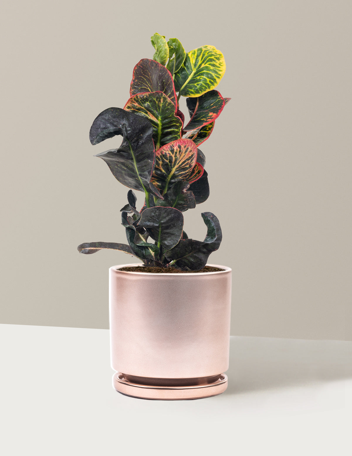 Croton Nectarine
