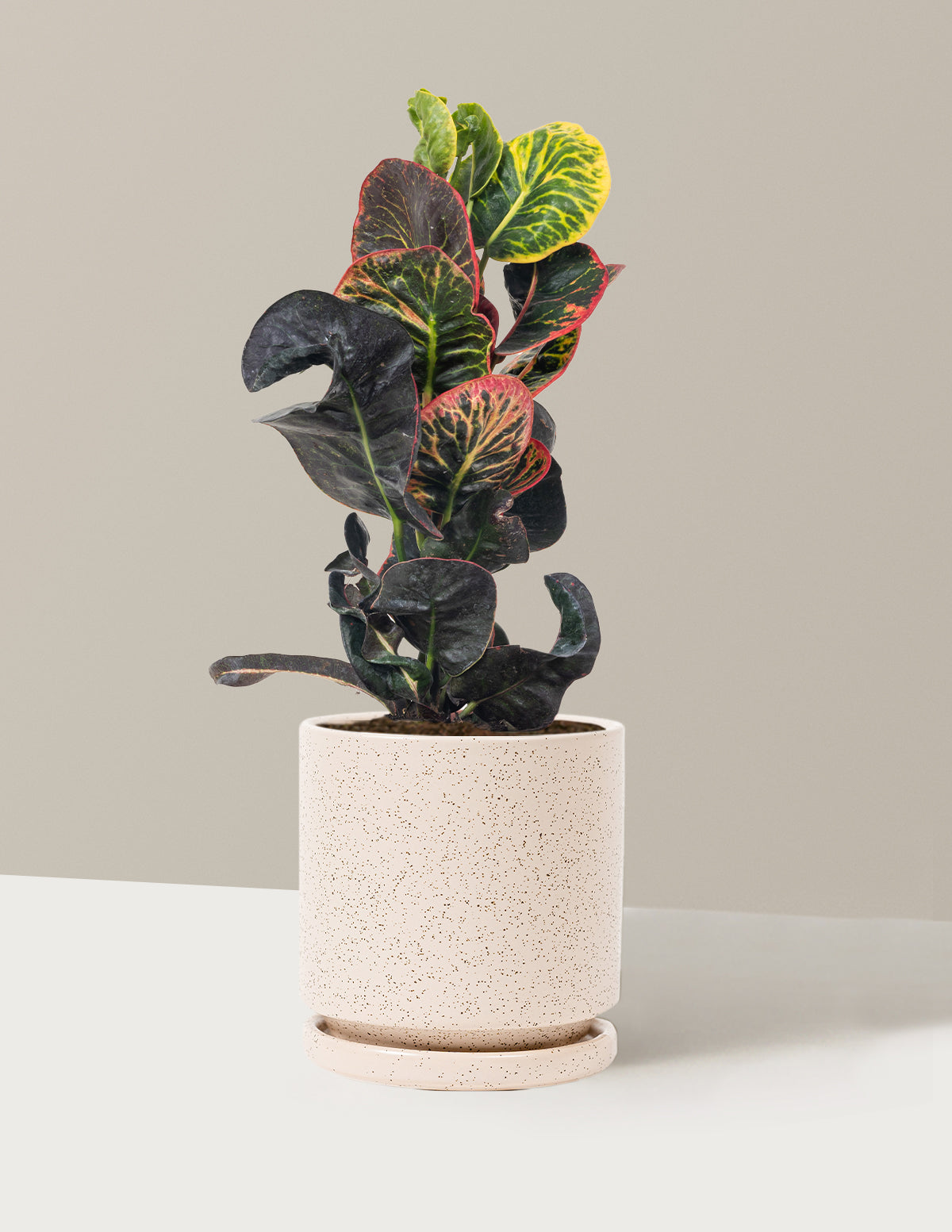 Croton Nectarine