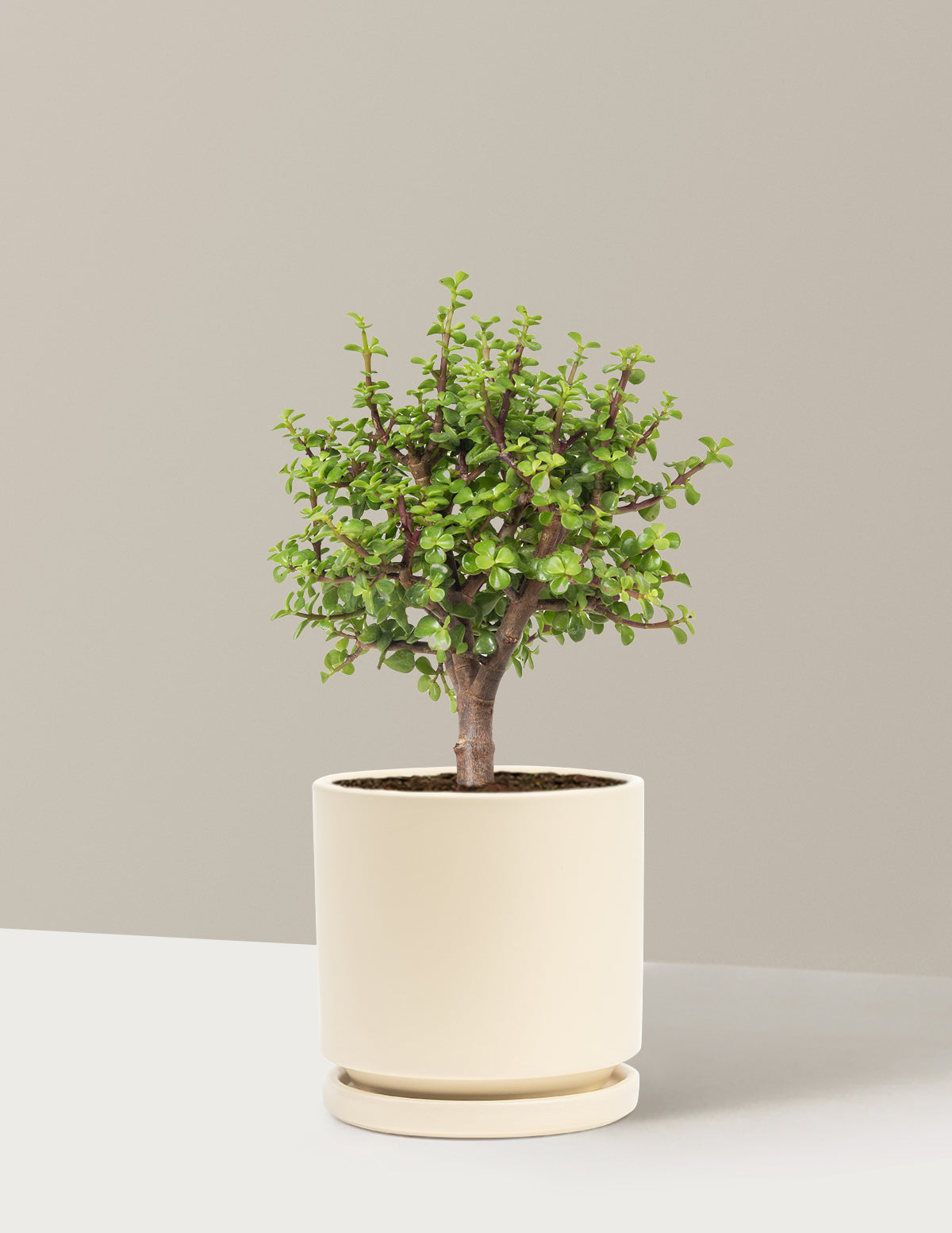 Elephant Bush Bonsai
