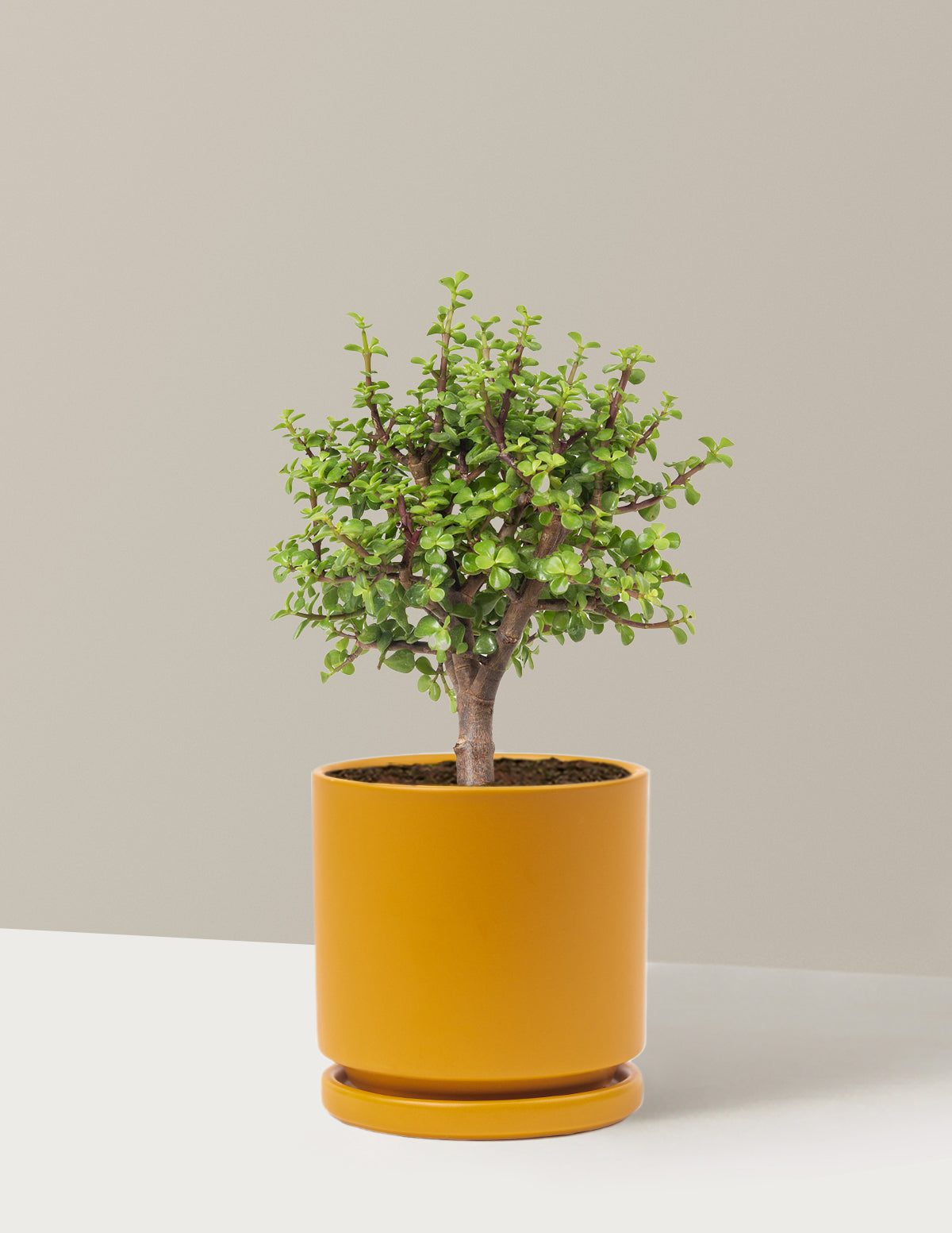 Elephant Bush Bonsai