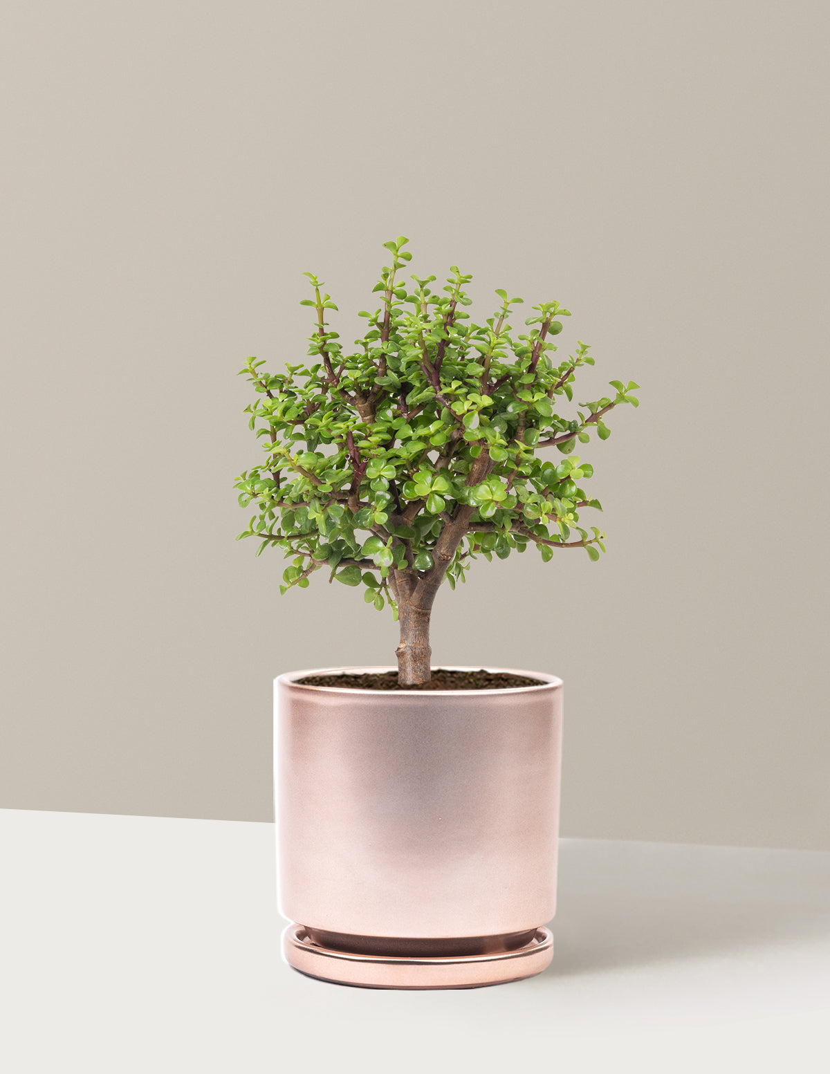 Elephant Bush Bonsai