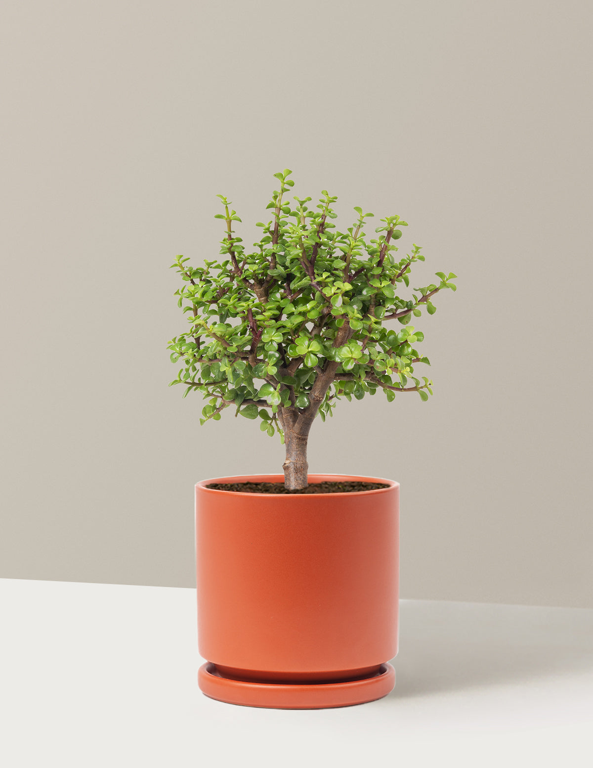 Elephant Bush Bonsai