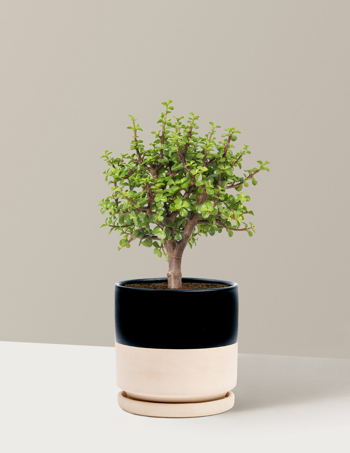 Elephant Bush Bonsai