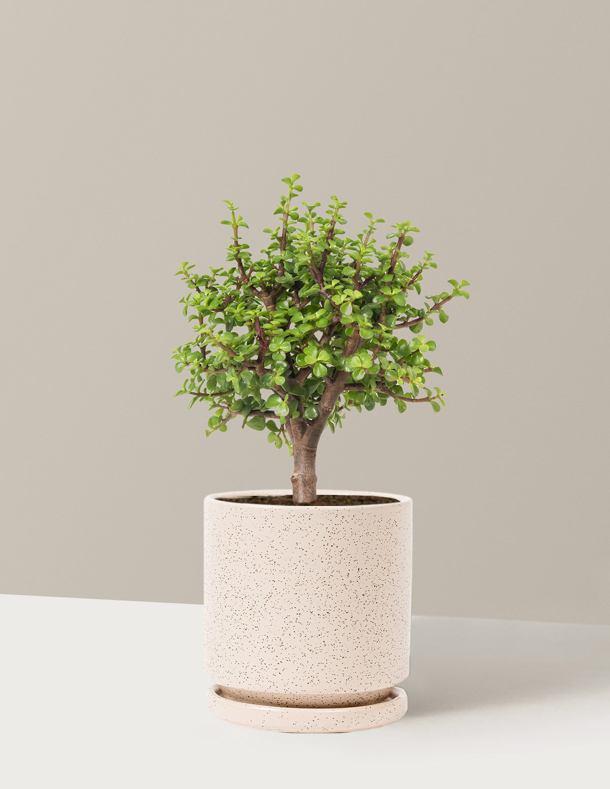 Elephant Bush Bonsai