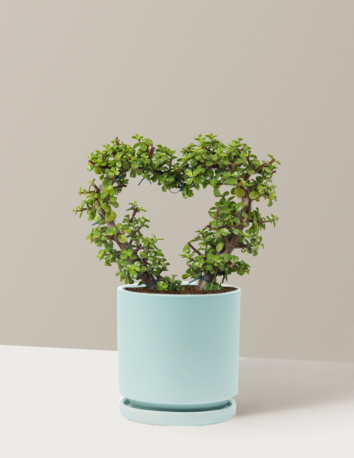 Elephant Bush Heart Bonsai