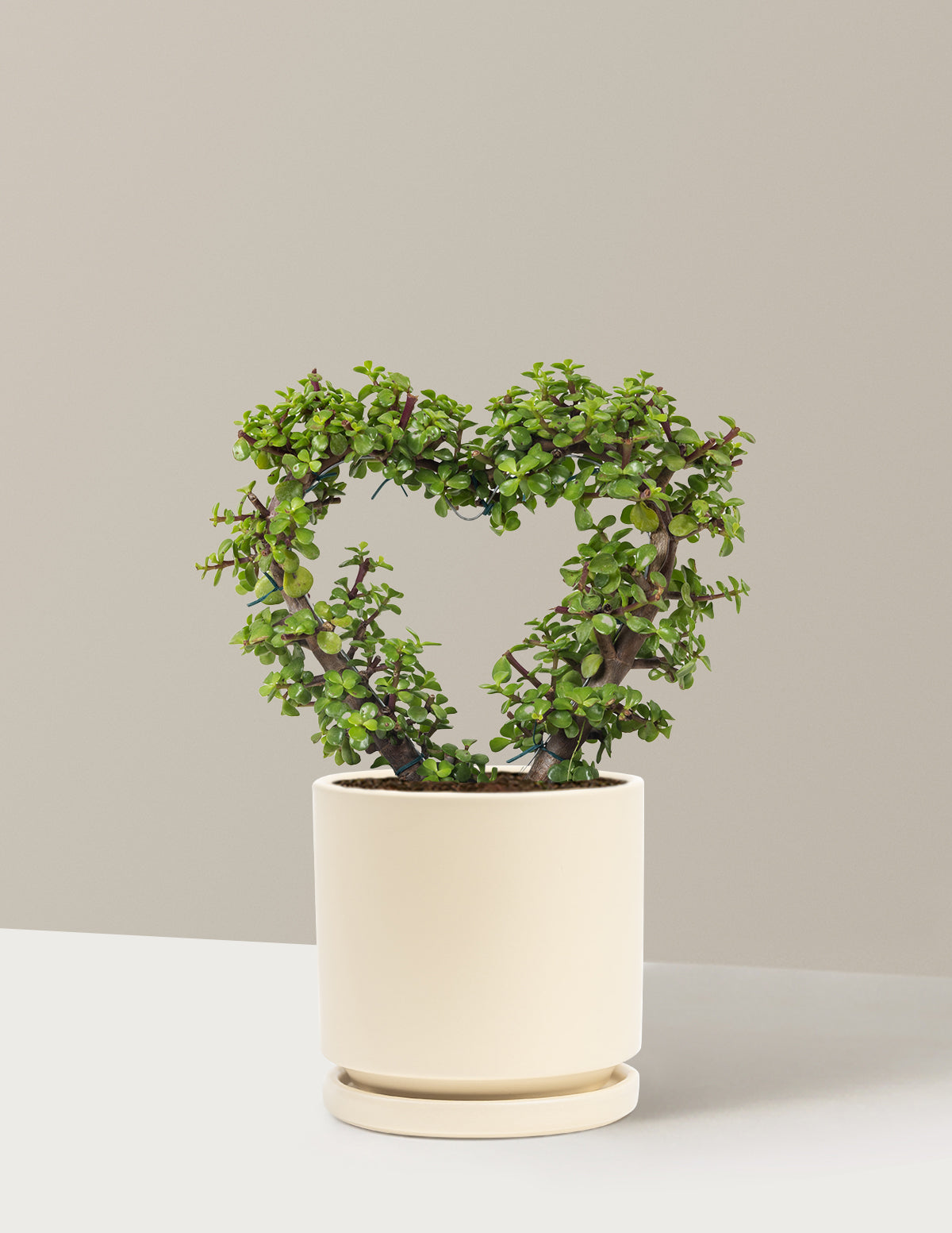 Elephant Bush Heart Bonsai