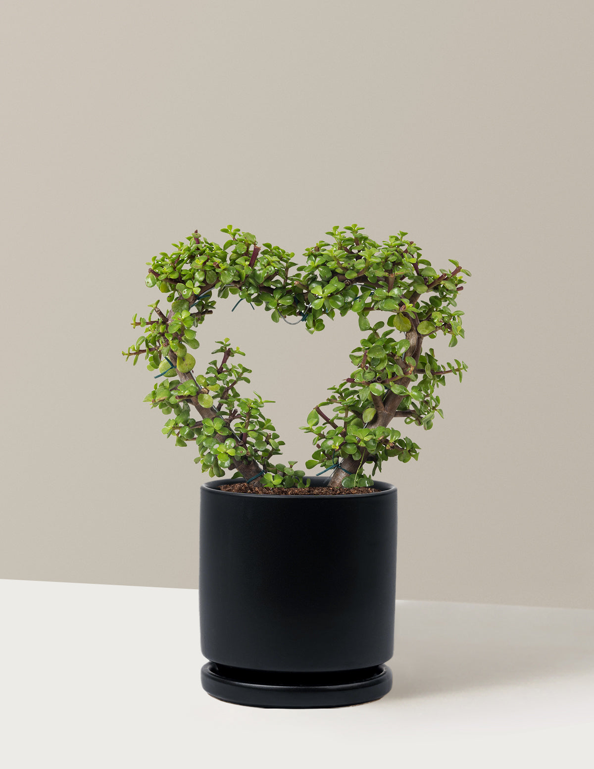 Elephant Bush Heart Bonsai