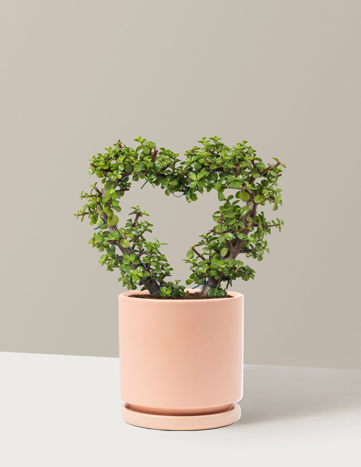 Elephant Bush Heart Bonsai