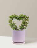 Elephant Bush Heart Bonsai