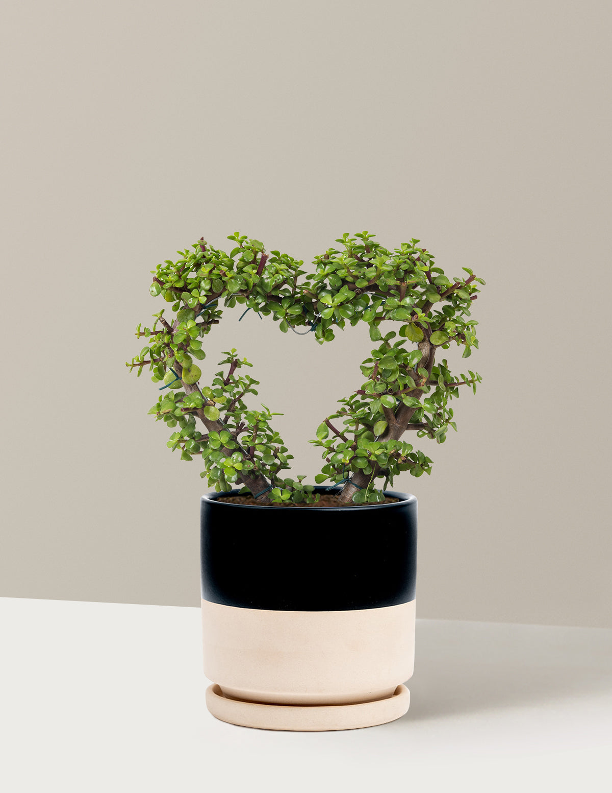 Elephant Bush Heart Bonsai