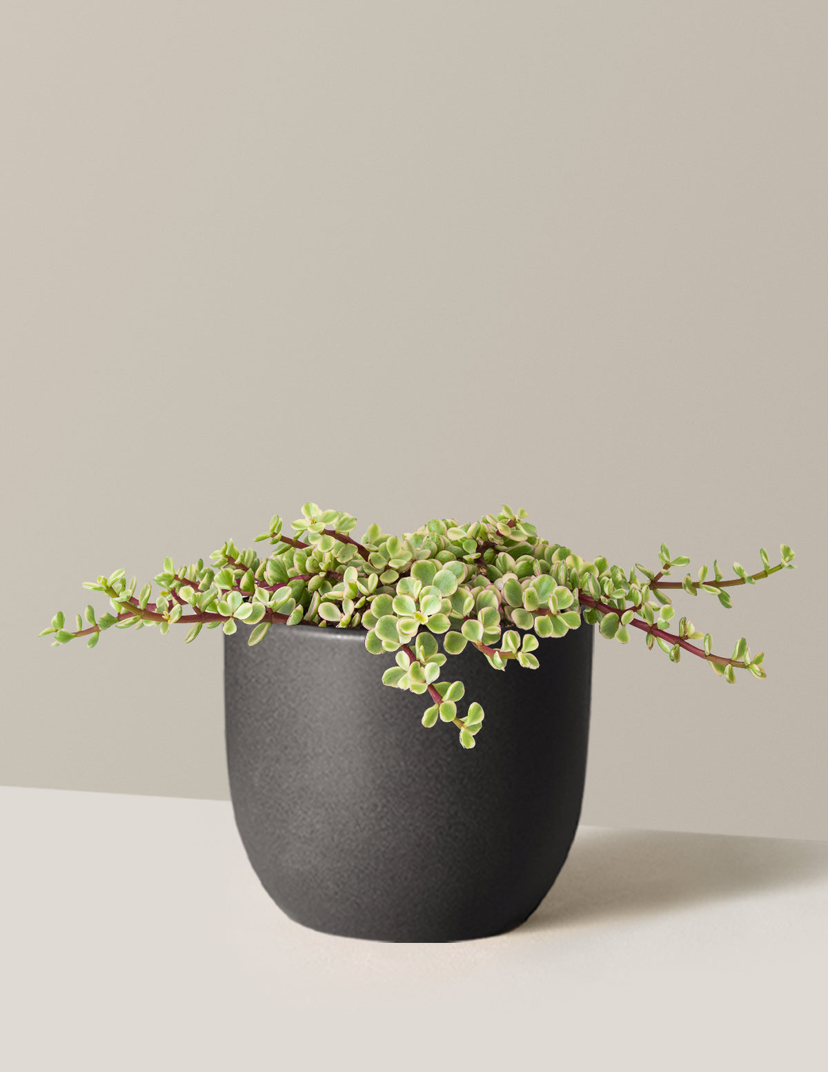 Variegated Elephant Bush Prosperity Plant
