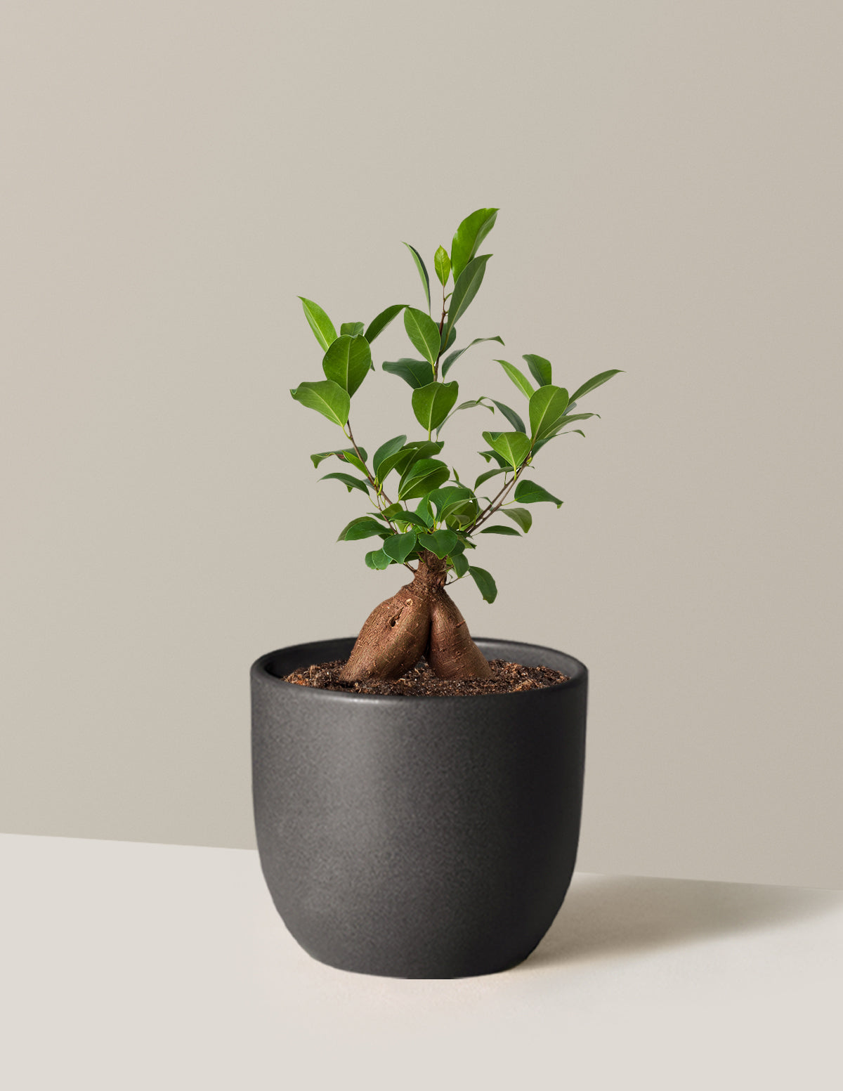 Bonsai Ficus Ginseng