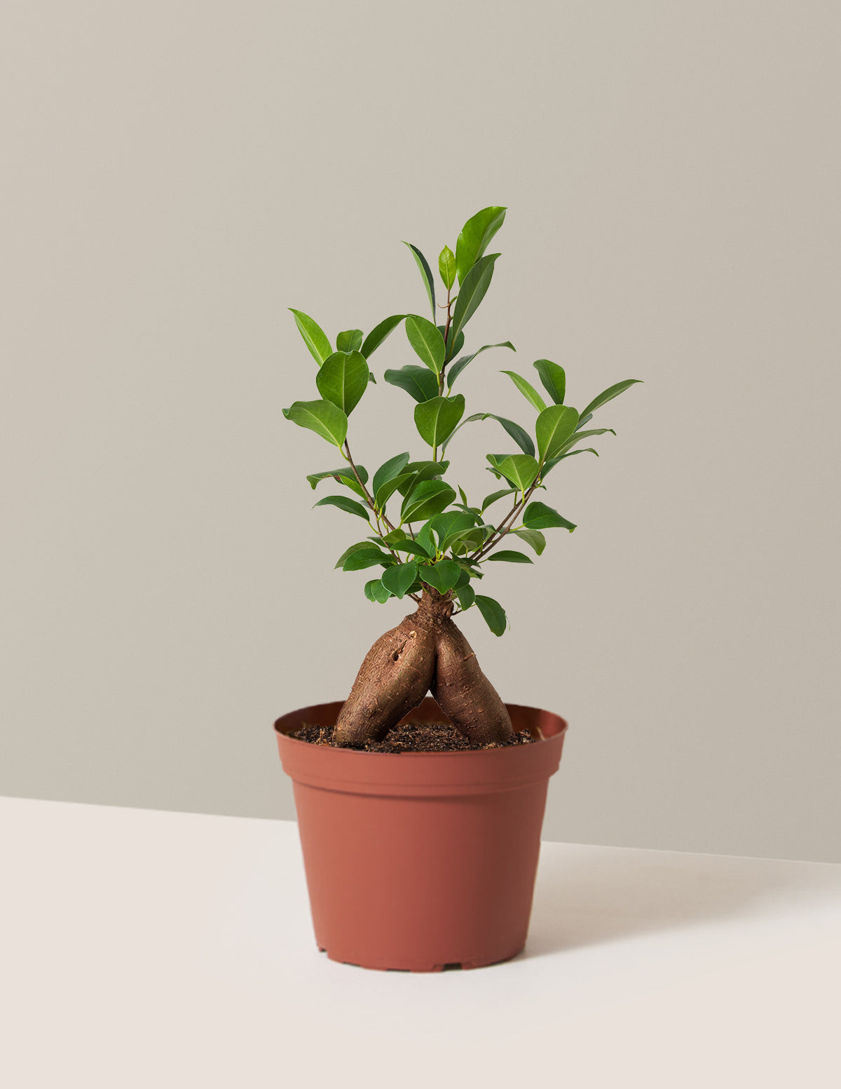 Bonsai Ficus Ginseng