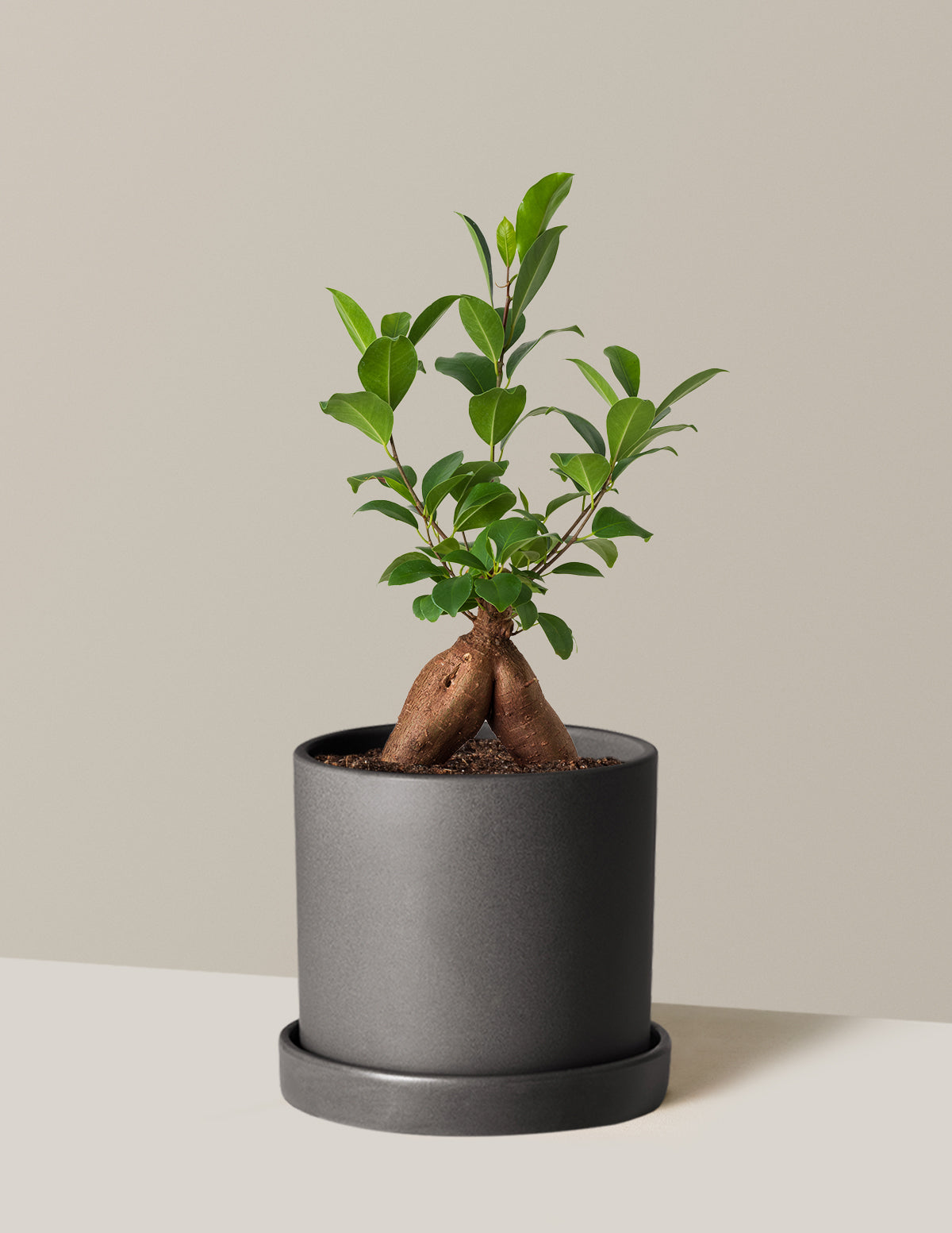 Bonsai Ficus Ginseng