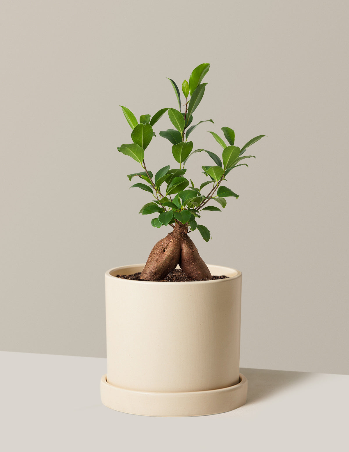 Bonsai Ficus Ginseng