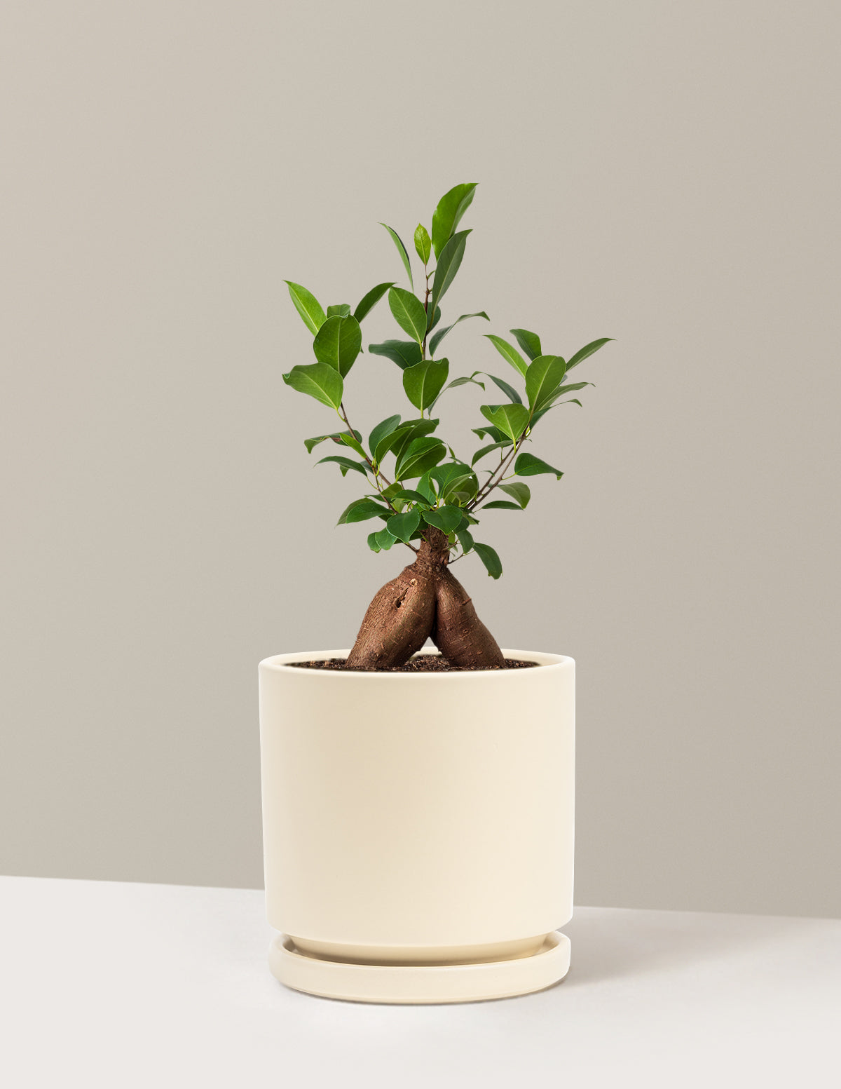 Bonsai Ficus Ginseng