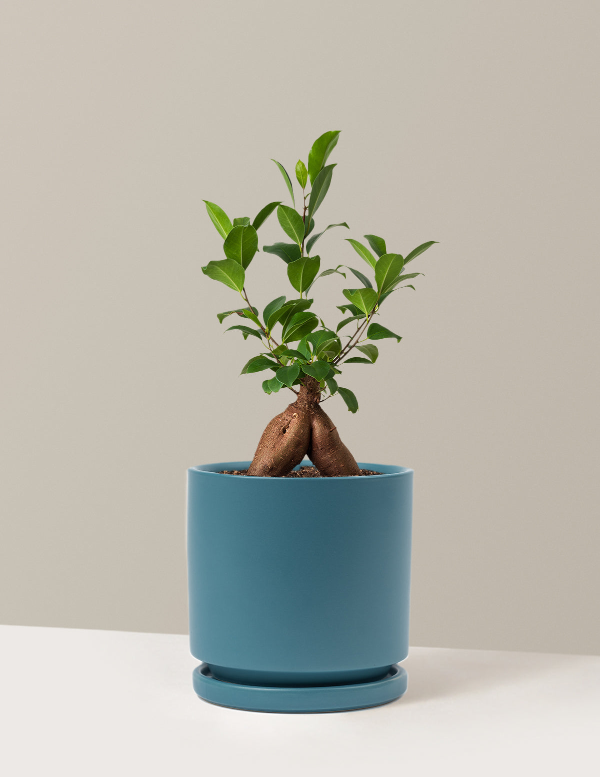 Bonsai Ficus Ginseng