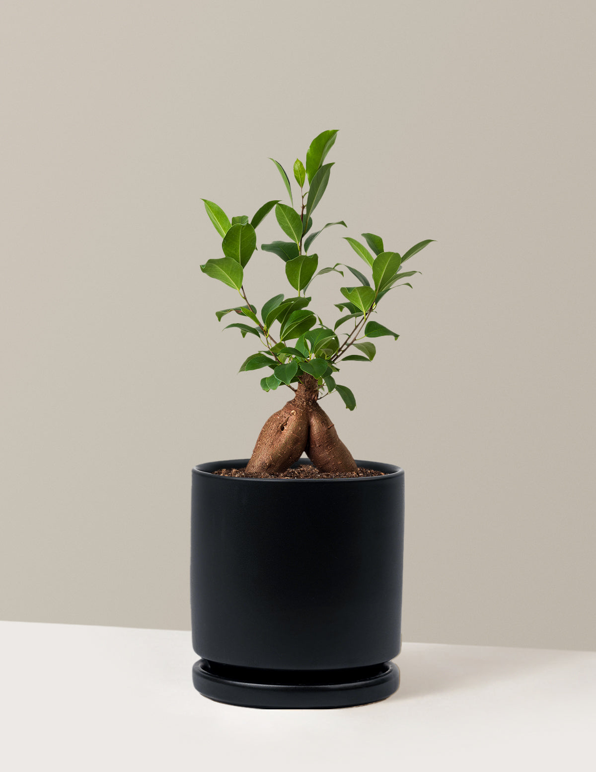 Bonsai Ficus Ginseng