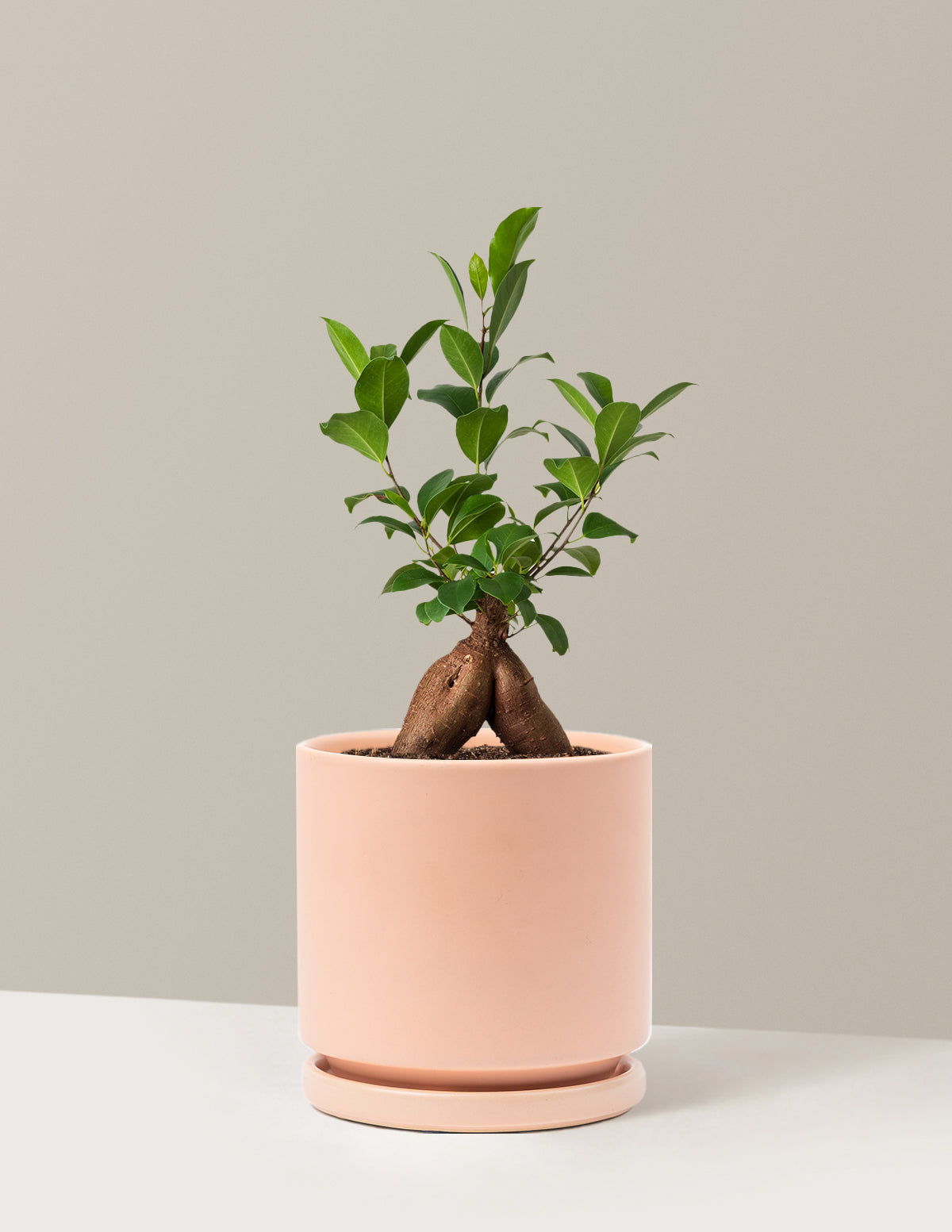Bonsai Ficus Ginseng